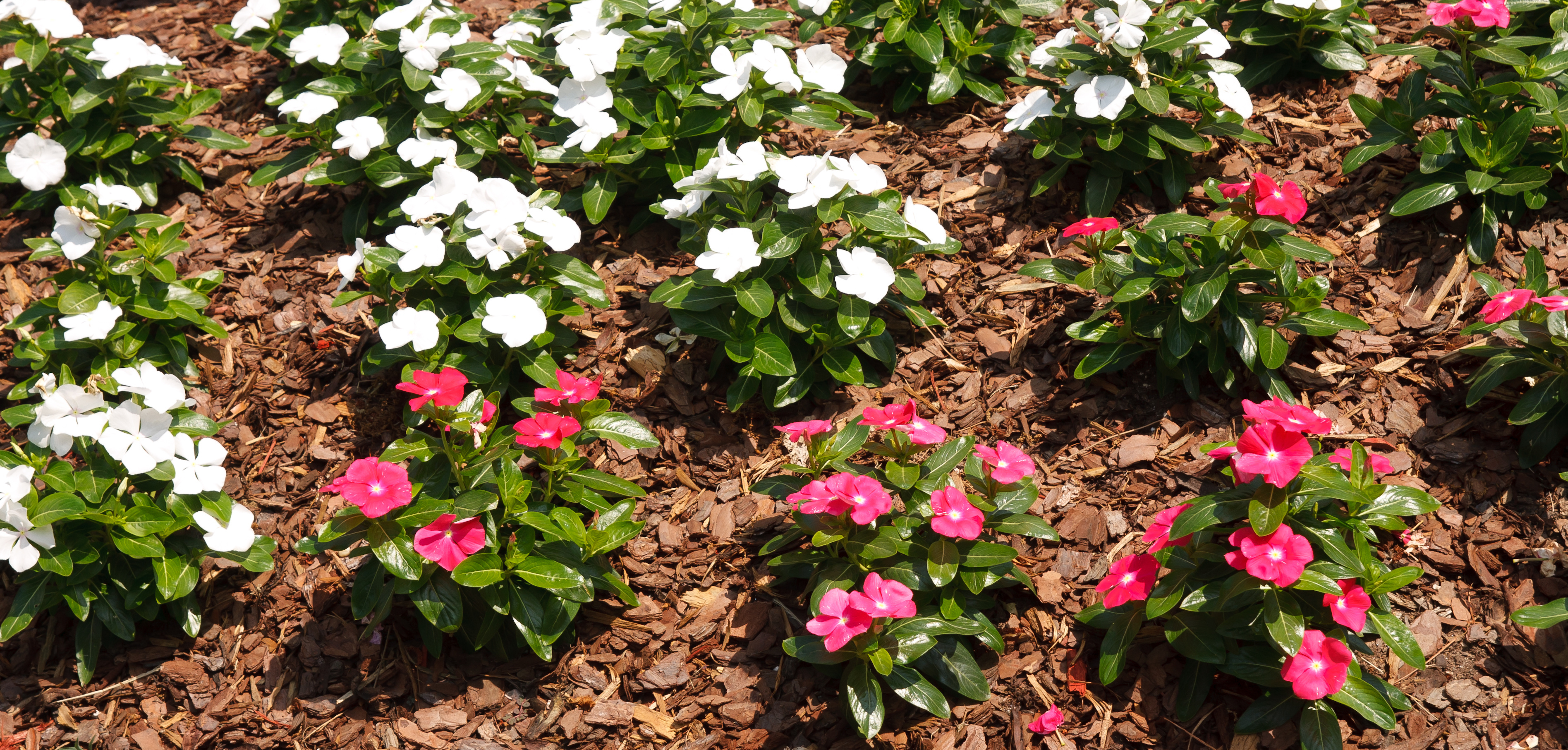 flowerbed with pink flowers and mulch
